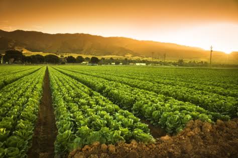 Agriculture and Forestry